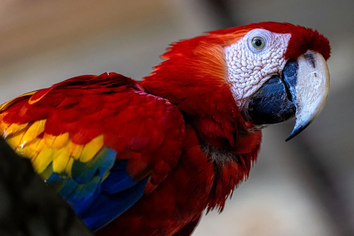 Scarlet macaw in Costa Rica